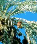 Paraguay - Fauna
